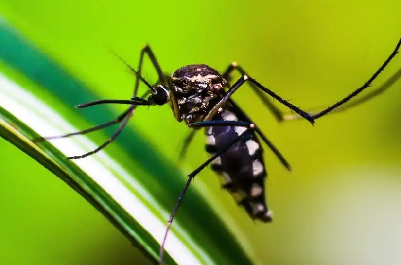 Estado do Rio de Janeiro decreta epidemia de dengue