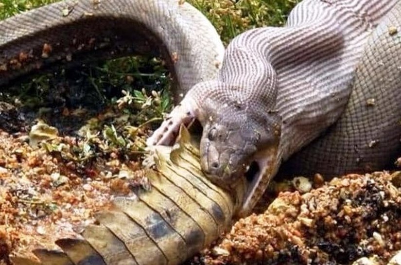 Cobra é flagrada devorando crocodilo inteiro; veja fotos