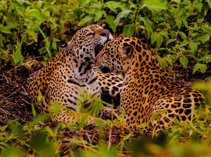 Embratur destaca Pantanal e Mato Grosso como potências do turismo brasileiro