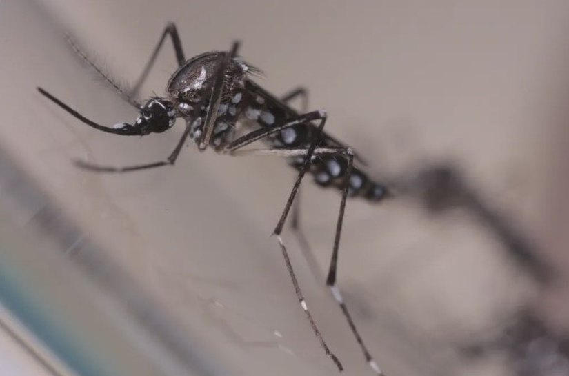 Brasil registra mais de 550 mil casos de dengue em 2024