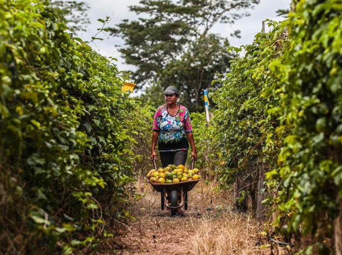 Governo de MT lança edital de R$ 1 milhão para fomentar pesquisas na área da agricultura familiar