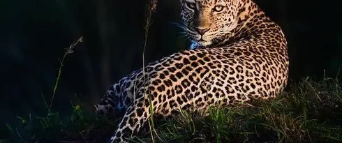 Como fascínio do matemático Alan Turing por manchas de leopardos o fez resolver um enigma