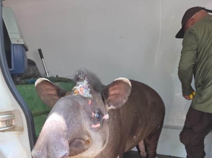 Sema aproxima casal de antas para possível reprodução em Santo Antônio de Leverger, MT