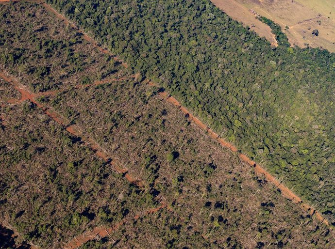 Sema embarga 1,86 milhão de hectares por crimes ambientais de 2019 a 2024