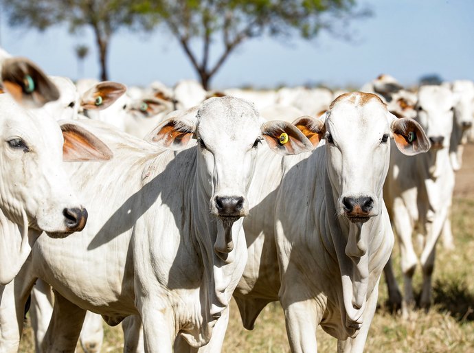 Mato Grosso possui 34,1 milhões de cabeças de gado e é o maior produtor do Brasil