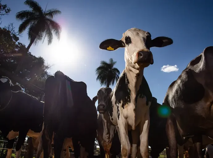 União Europeia oficializa veto à carne brasileira a partir de setembro