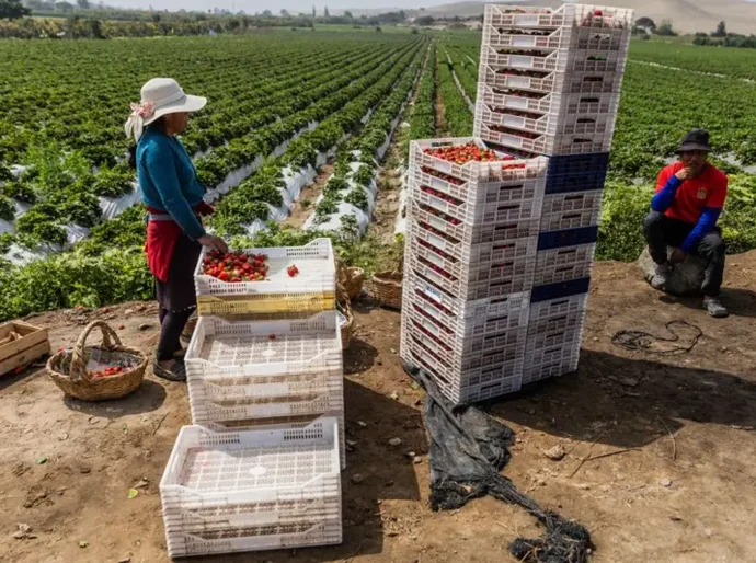 Como Peru transformou um dos desertos mais áridos do mundo em um centro de produção de alimentos