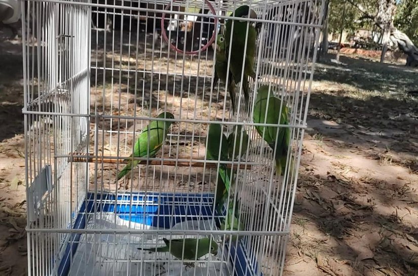 Sema solta 9 aves que estavam em reabilitação com tutora de Várzea Grande