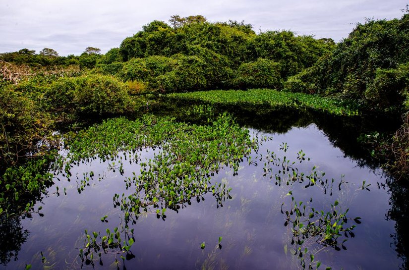 Sema participa de seminário nacional com palestras sobre o Pantanal