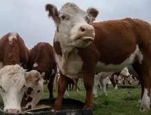 O golpe milionário da 'vaca virtual' que está abalando o Uruguai, um dos maiores produtores de gado do mundo