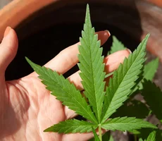 Anvisa discute nesta quarta regras para a produção de cannabis no país