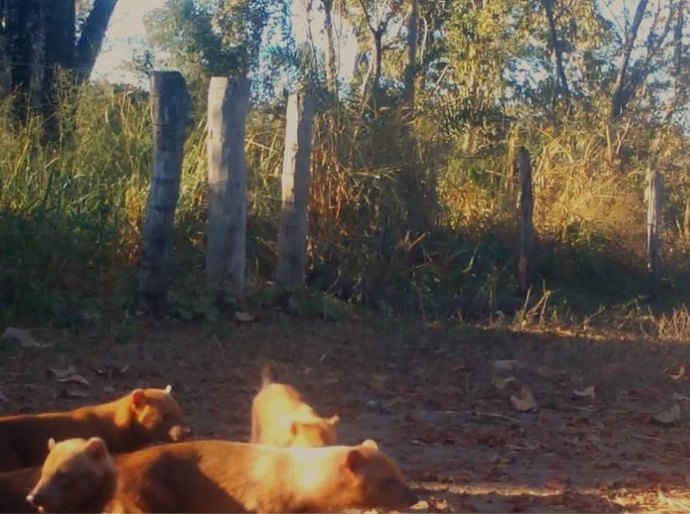 Veja Foto e Vídeo: Matilha de cachorro-vinagre é flagrada pela primeira vez por câmeras de monitoramento na Transpantaneira