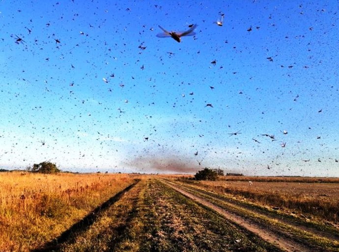 Nuvem de gafanhotos: o que se sabe sobre ameaça à agricultura que se aproxima do Brasil