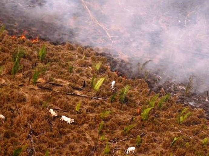 Desmatamento: Amazônia perdeu área sete vezes a cidade de São Paulo até novembro
