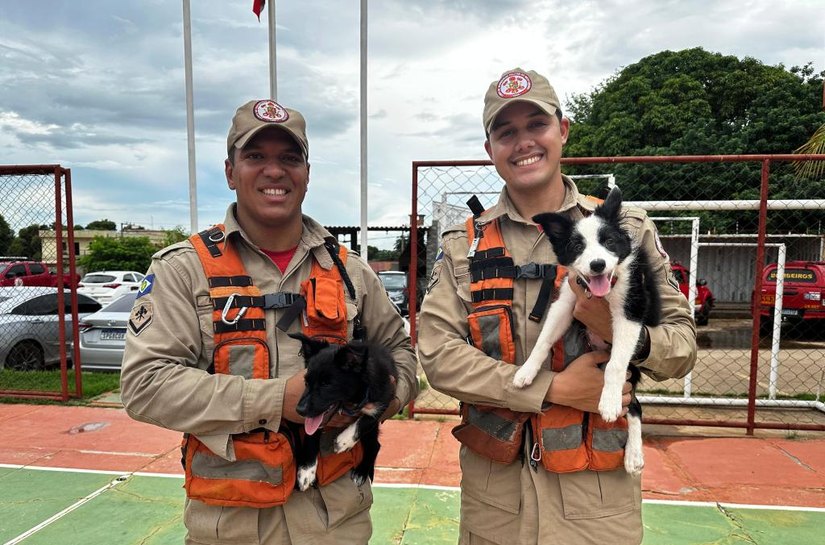 Corpo de Bombeiros obtém mais dois cães para reforçar operações de busca e resgate em MT