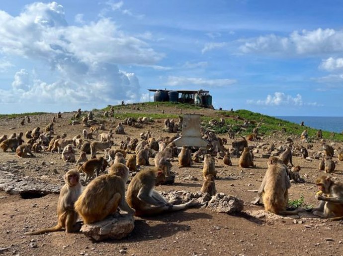A ilha-laboratório onde quase 2 mil macacos são estudados para entender o comportamento humano