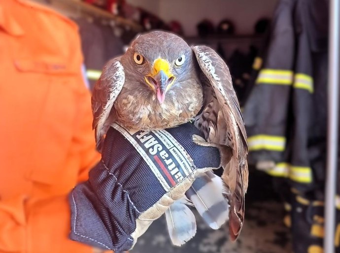 Bombeiros resgatam gavião-carijó ferido em Campo Verde, MT