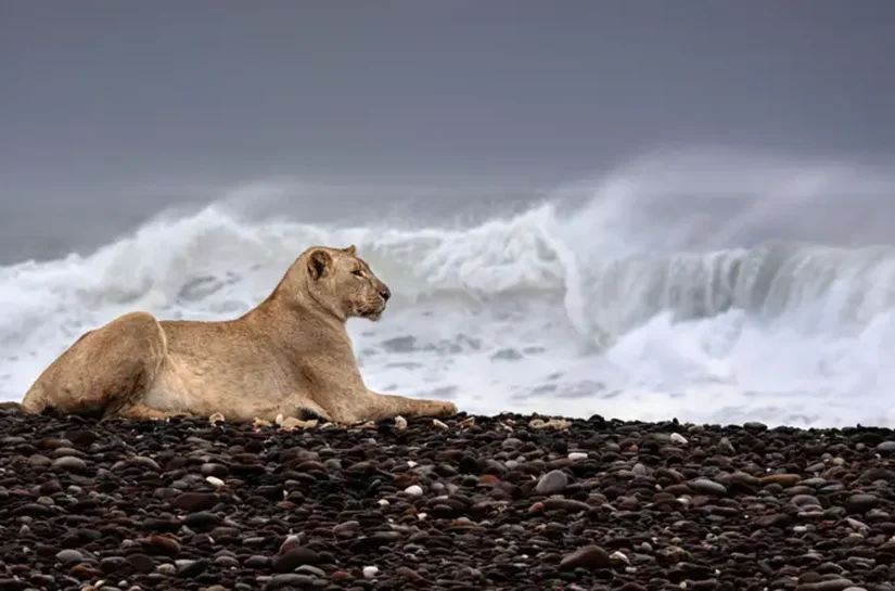 As incríveis imagens de leões que abandonaram deserto para caçar na praia