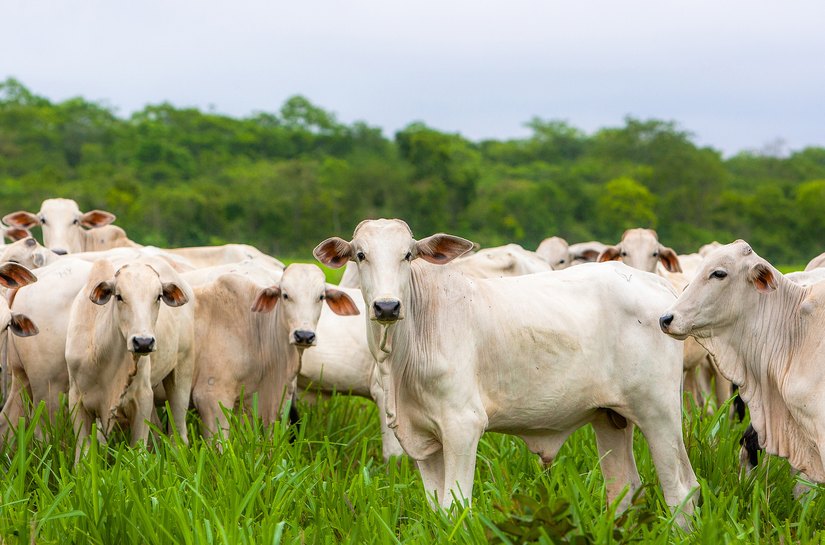 MT bate recorde histórico com abate de 627 mil cabeças de gado em maio