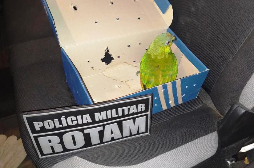 Rotam prende suspeito com revólver e animais silvestres no São Simão