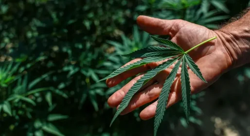 Anvisa libera cultivo de maconha para fins medicinais no Brasil e amplia acesso a medicamentos; entenda o que muda