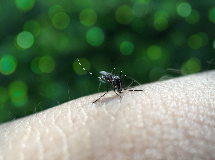 Pesquisa constata que dengue se espalha para o Sul e Centro-Oeste