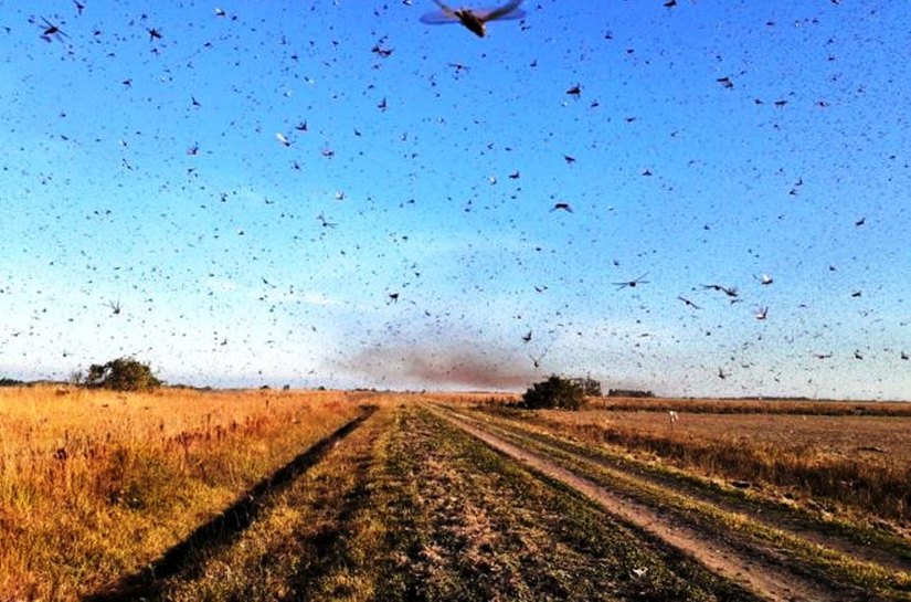 Nuvem de gafanhotos: o que se sabe sobre ameaça à agricultura que se aproxima do Brasil