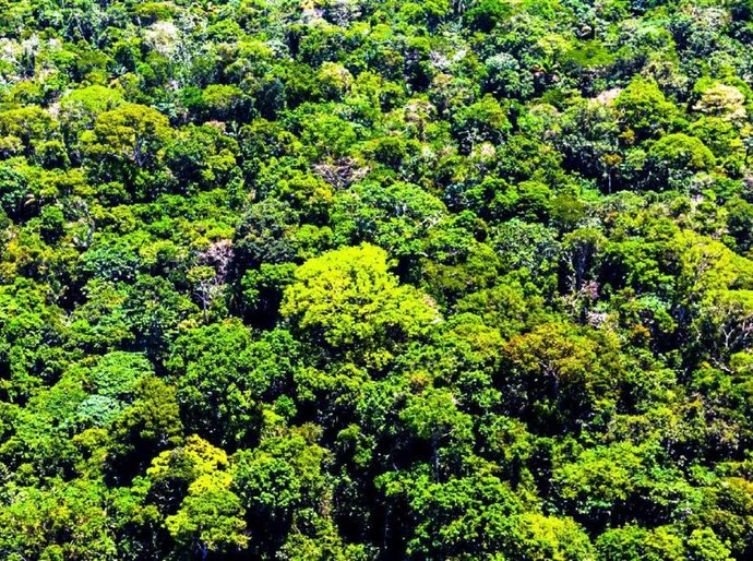 Mato Grosso aplicou R$ 500 milhões em multas por crimes contra a floresta em 2020, diz governo