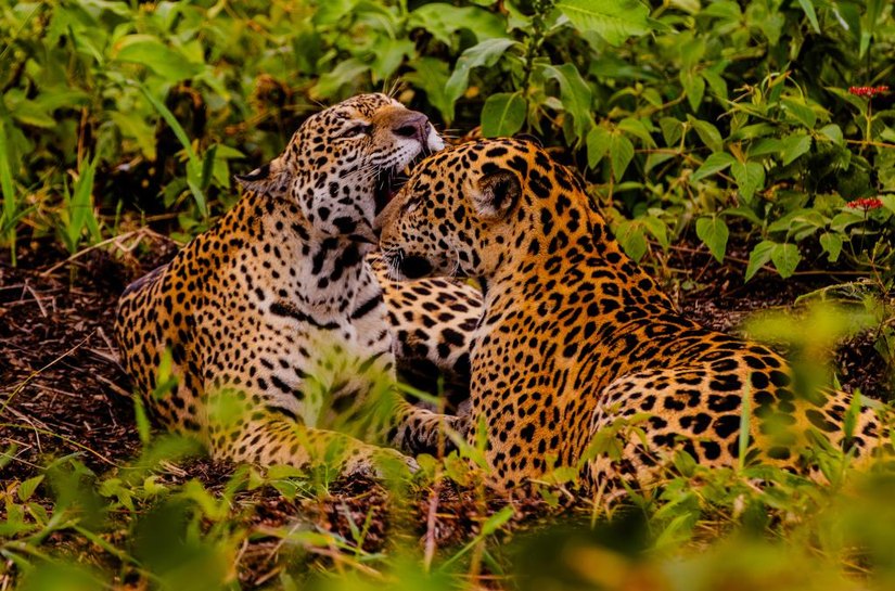 Embratur destaca Pantanal e Mato Grosso como potências do turismo brasileiro