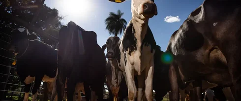 União Europeia oficializa veto à carne brasileira a partir de setembro