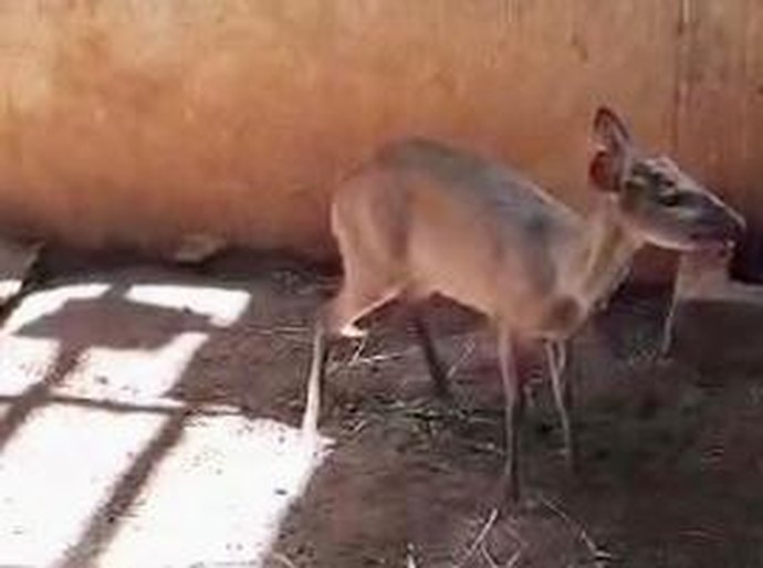 Veja Vídeo: Veado-roxo encontrado amarrado é solto pela Sema em Nova Mutum, MT