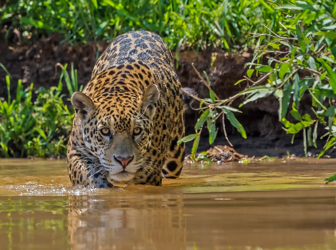 Um safári único pelo Pantanal brasileiro