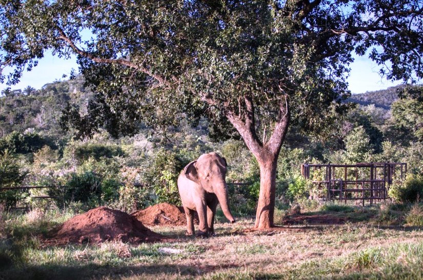 ‘Mara’, a odisseia de uma elefanta na pandemia até chegar em Chapada dos Guimarães, em MT