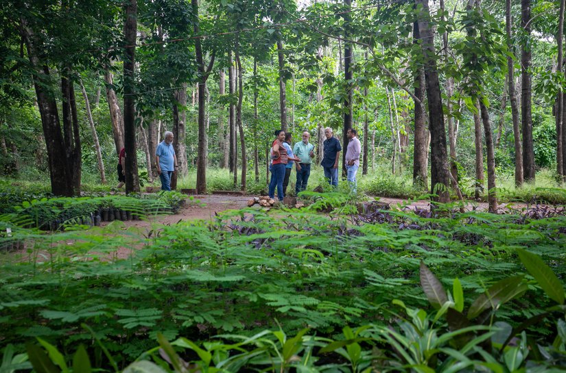 Mais árvores, menos calor: Cuiabá aposta em novo modelo urbano