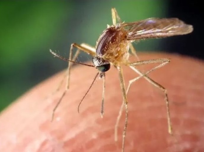 O vírus transmitido por mosquitos que se espalha pelos EUA e pela Europa sem cura ou vacina