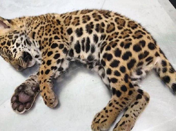 Batalhão Ambiental é acionado e encontra onça pintada que tinha sido atropelada
