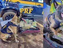 PRF apreende 11 kg de skunk em ônibus interestadual na BR-364 em Rondonópolis,MT