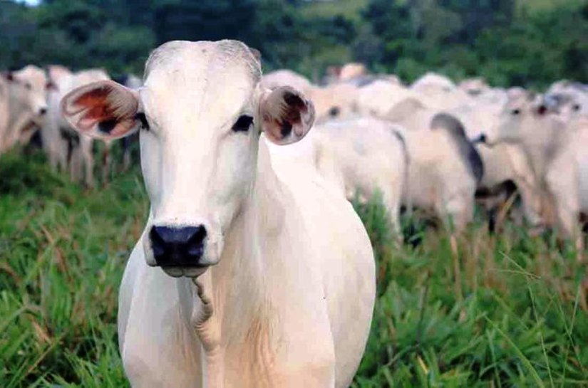 Ministério da Agricultura confirma casos de vaca louca em Mato Grosso e Minas Gerais