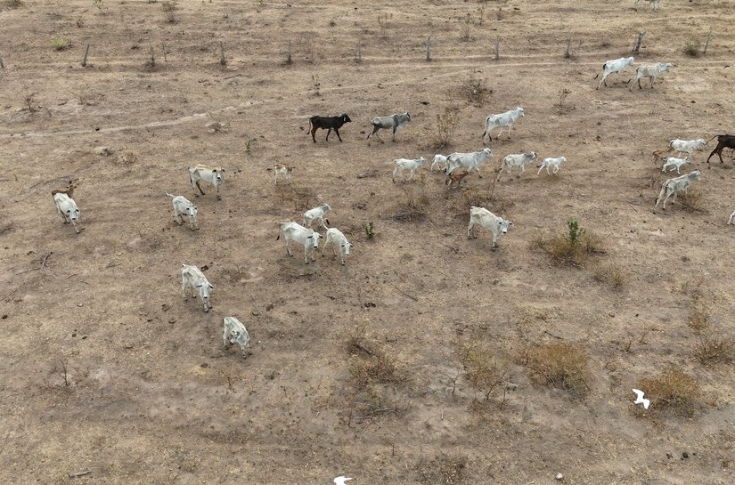 Polícia Civil investiga maus-tratos contra bovinos em propriedades rurais em Jauru