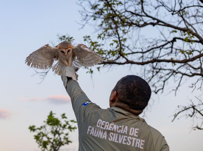 Sema-MT devolve 8 animais silvestres para seu habitat natural