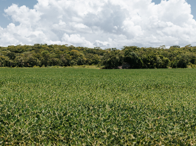 STF homologa Plano Estadual de Regularização Ambiental de MT e destaca evolução do planejamento