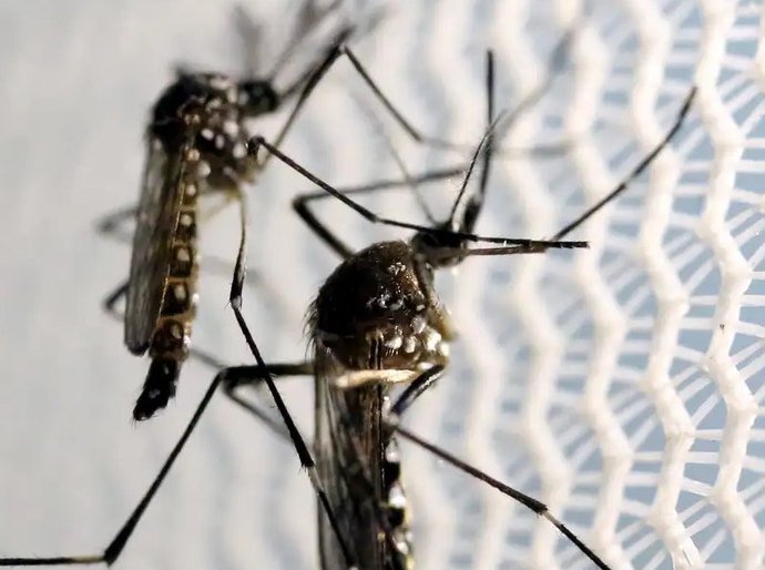 Dengue faz três estados e DF decretarem situação de emergência