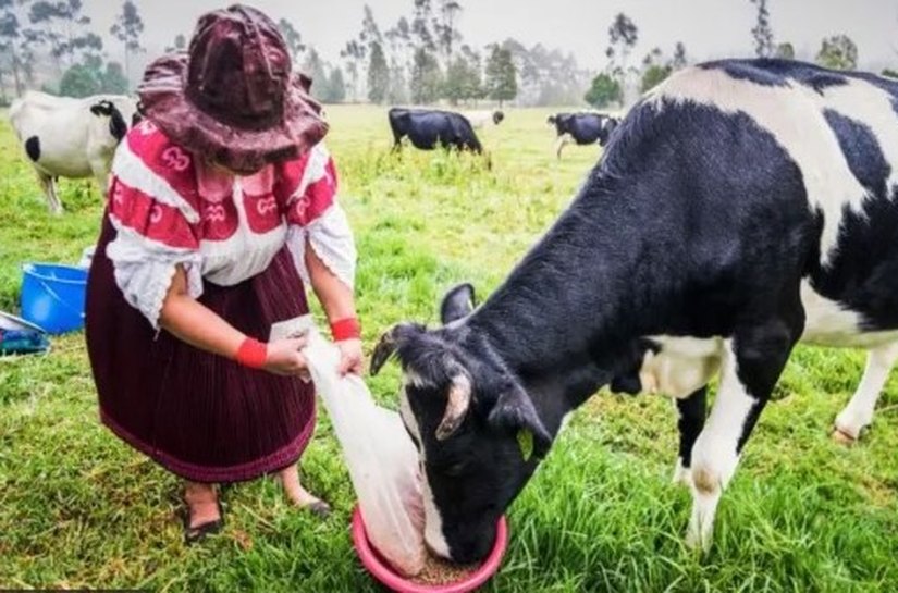 'Ouro bovino': o negócio milionário de venda de cálculos biliares de vacas da América do Sul para a China