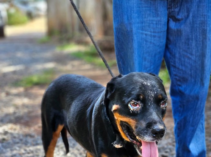 Dia Nacional dos Animais é celebrado com feira de adoção e ações de conscientização em Cuiabá