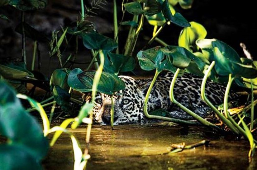Pantanal: Fotógrafo registra regeneração um ano após incêndios históricos