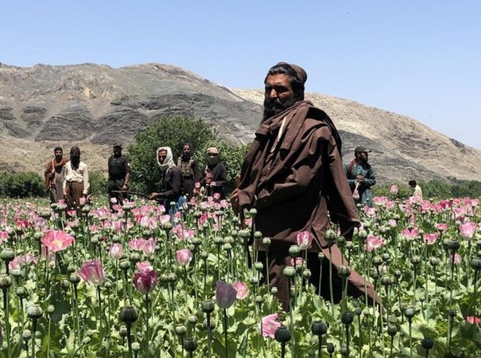 Fuzis em campos de papoula: por dentro da guerra às drogas do Talebã no Afeganistão