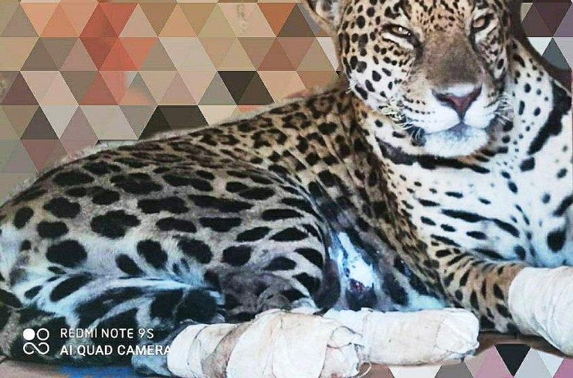 Onça resgatada durante incêndios no Pantanal tem melhora