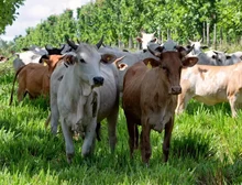 As 'supervacas' que fizeram do Brasil o maior exportador de carne do mundo