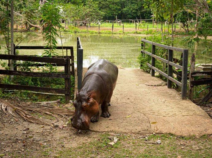 Como os hipopótamos levados à Colômbia por Escobar impactaram o ecossistema