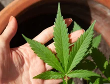 Anvisa discute nesta quarta regras para a produção de cannabis no país